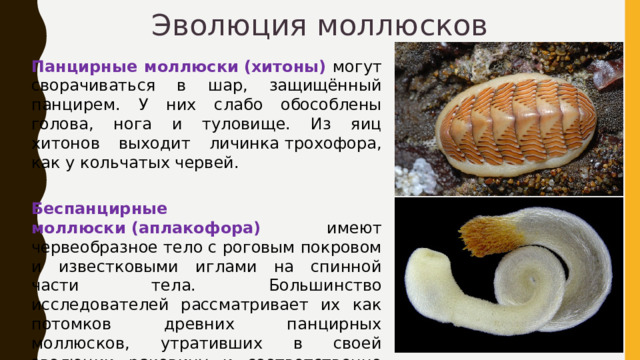 Эволюция моллюсков Панцирные моллюски (хитоны) могут сворачиваться в шар, защищённый панцирем. У них слабо обособлены голова, нога и туловище. Из яиц хитонов выходит личинка трохофора, как у кольчатых червей. Беспанцирные моллюски (аплакофора) имеют червеобразное тело с роговым покровом и известковыми иглами на спинной части тела. Большинство исследователей рассматривает их как потомков древних панцирных моллюсков, утративших в своей эволюции раковину и соответственно изменившихся в ряде других признаков. 