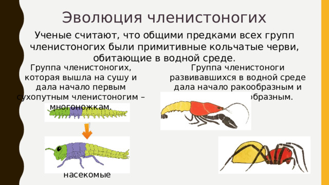 Эволюция членистоногих Ученые считают, что общими предками всех групп членистоногих были примитивные кольчатые черви, обитающие в водной среде. Группа членистоногих, которая вышла на сушу и дала начало первым сухопутным членистоногим – многоножкам. Группа членистоноги развивавшихся в водной среде дала начало ракообразным и древним паукообразным. насекомые 