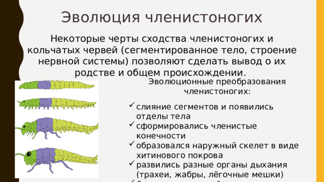 Эволюция членистоногих Некоторые черты сходства членистоногих и кольчатых червей (сегментированное тело, строение нервной системы) позволяют сделать вывод о их родстве и общем происхождении.  Эволюционные преобразования членистоногих: слияние сегментов и появились  отделы тела сформировались членистые конечности образовался наружный скелет в виде хитинового покрова развились разные органы дыхания (трахеи, жабры, лёгочные мешки) более совершенной стала нервная система усложнились органы чувств 