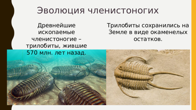Эволюция членистоногих Древнейшие ископаемые членистоногие – трилобиты, жившие 570 млн. лет назад. Трилобиты сохранились на Земле в виде окаменелых остатков. 