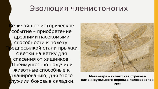 Эволюция членистоногих Величайшее историческое событие – приобретение древними насекомыми способности к полету. Предпосылкой стали прыжки с ветки на ветку для спасения от хищников.  Преимущество получили животные способные к планированию, для этого служили боковые складки. Меганевра – гигантская стрекоза каменноугольного периода палеозойской эры 