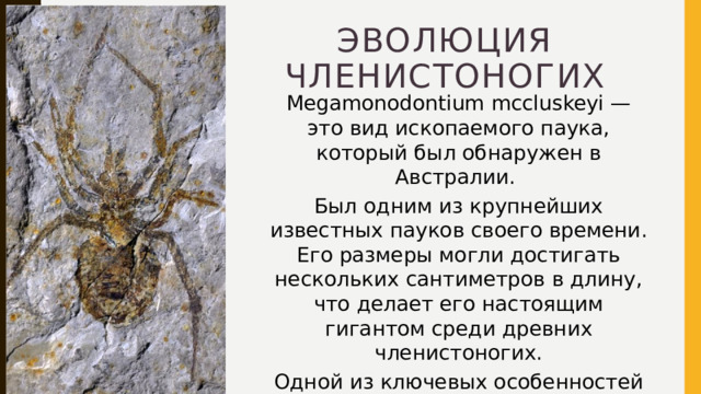 Эволюция членистоногих Megamonodontium mccluskeyi — это вид ископаемого паука, который был обнаружен в Австралии. Был одним из крупнейших известных пауков своего времени. Его размеры могли достигать нескольких сантиметров в длину, что делает его настоящим гигантом среди древних членистоногих. Одной из ключевых особенностей этого паука являются его челюсти, которые были необычайно крупными и мощными. 