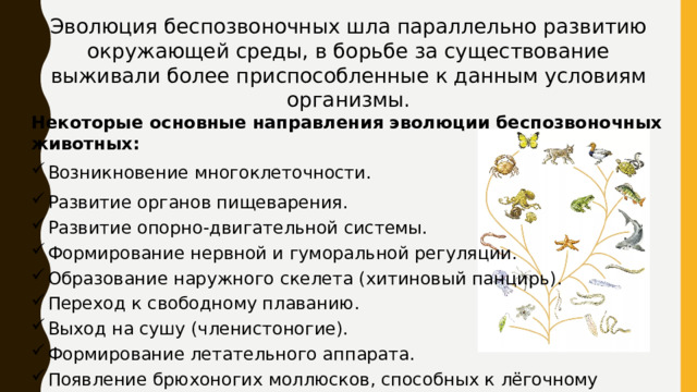Эволюция беспозвоночных шла параллельно развитию окружающей среды, в борьбе за существование выживали более приспособленные к данным условиям организмы. Некоторые основные направления эволюции беспозвоночных животных: Возникновение многоклеточности. Развитие органов пищеварения. Развитие опорно-двигательной системы. Формирование нервной и гуморальной регуляции. Образование наружного скелета (хитиновый панцирь). Переход к свободному плаванию. Выход на сушу (членистоногие). Формирование летательного аппарата. Появление брюхоногих моллюсков, способных к лёгочному дыханию. 