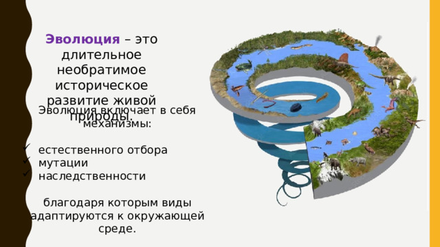 Эволюция – это длительное необратимое историческое развитие живой природы. Эволюция включает в себя механизмы: естественного отбора мутации наследственности благодаря которым виды адаптируются к окружающей среде. В основе эволюции лежат : Наследственная изменчивость . Способность живого организма изменять свой генотип. Благодаря генотипической изменчивости особь может приобретать признаки, ранее не свойственные её виду.  Борьба за выживание . Разнообразные взаимоотношения организмов с факторами среды и друг с другом. Ради выживания и возможности произвести на свет потомство живые существа защищают себя и детёнышей от хищников и паразитов, конкурируют за пищу, место обитания. Естественный отбор . Процесс, в ходе которого выживают наиболее приспособленные к окружающей среде особи. В результате естественного отбора происходит передача наиболее полезных признаков из поколения в поколение, формирование эффективных приспособлений к окружающей среде.   