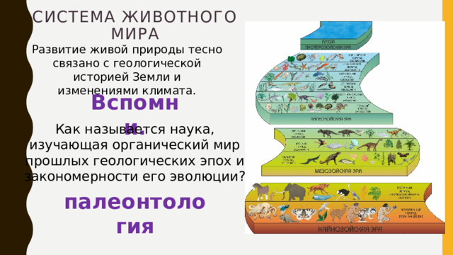 Система животного мира Развитие живой природы тесно связано с геологической историей Земли и изменениями климата. Вспомни. Как называется наука, изучающая органический мир прошлых геологических эпох и закономерности его эволюции? палеонтология 