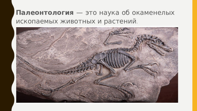 Палеонтология — это наука об окаменелых ископаемых животных и растений . 