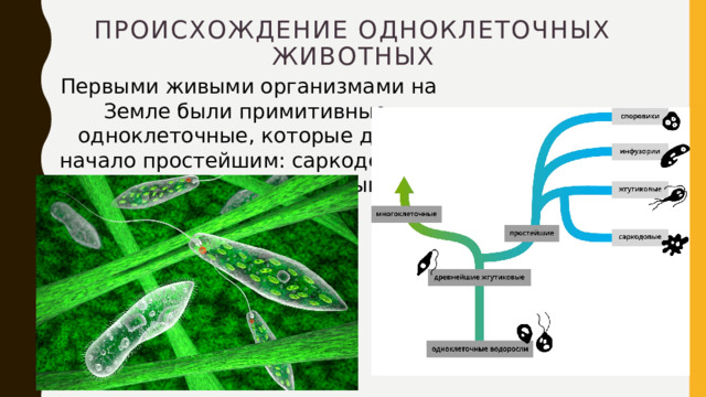 Происхождение одноклеточных животных   Первыми живыми организмами на Земле были примитивные одноклеточные, которые дали начало простейшим: саркодовым, инфузориям, жгутиковым, споровикам. 