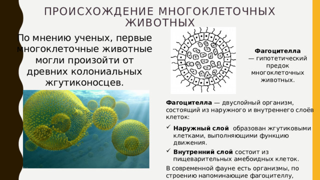 Происхождение многоклеточных животных По мнению ученых, первые многоклеточные животные могли произойти от древних колониальных жгутиконосцев. Фагоцителла — гипотетический предок многоклеточных животных. Фагоцителла  — двуслойный организм, состоящий из наружного и внутреннего слоёв клеток: Наружный слой  образован жгутиковыми клетками, выполняющими функцию движения. Внутренний слой  состоит из пищеварительных амебоидных клеток. В современной фауне есть организмы, по строению напоминающие фагоцителлу, например  трихоплакс . 