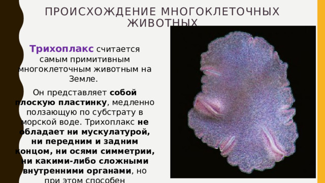 Происхождение многоклеточных животных Трихоплакс   считается самым примитивным многоклеточным животным на Земле. Он представляет собой плоскую пластинку , медленно ползающую по субстрату в морской воде. Трихоплакс не обладает ни мускулатурой, ни передним и задним концом, ни осями симметрии, ни какими-либо сложными внутренними органами , но при этом способен размножаться половым путём .  