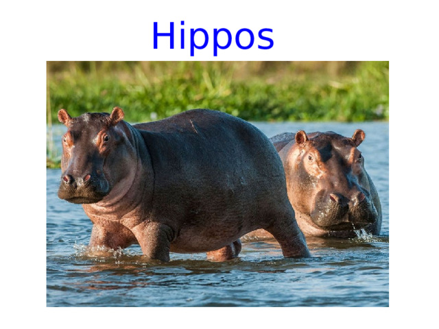 Hippos 