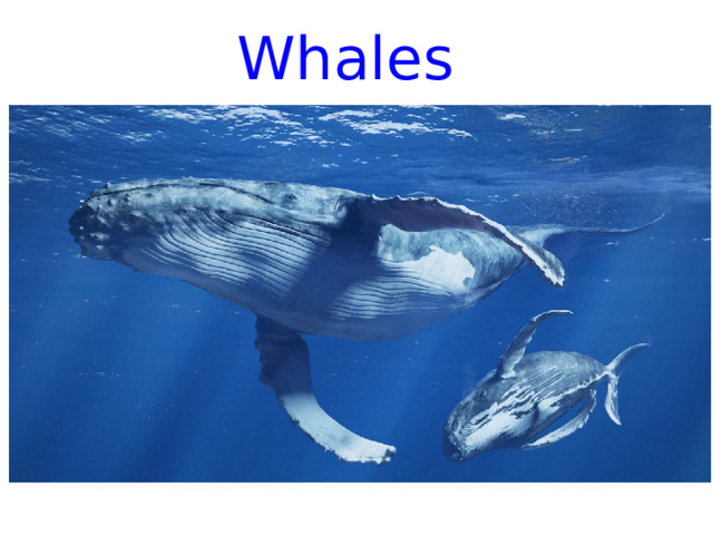 Whales 
