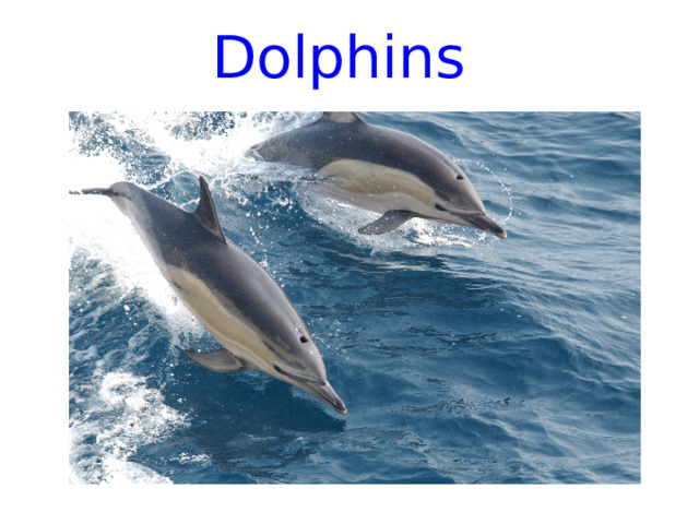 Dolphins 