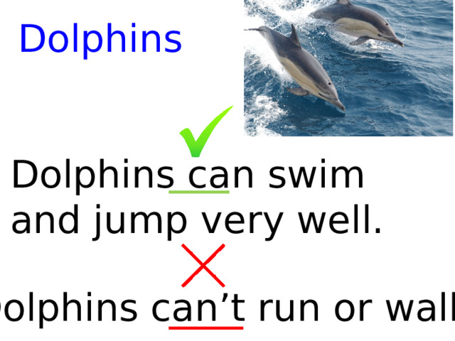 Dolphins Dolphins can swim and jump very well. Dolphins can’t run or walk. 