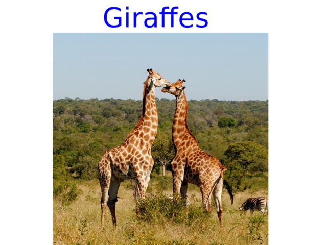 Giraffes 