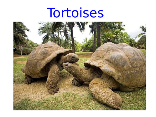 Tortoises 