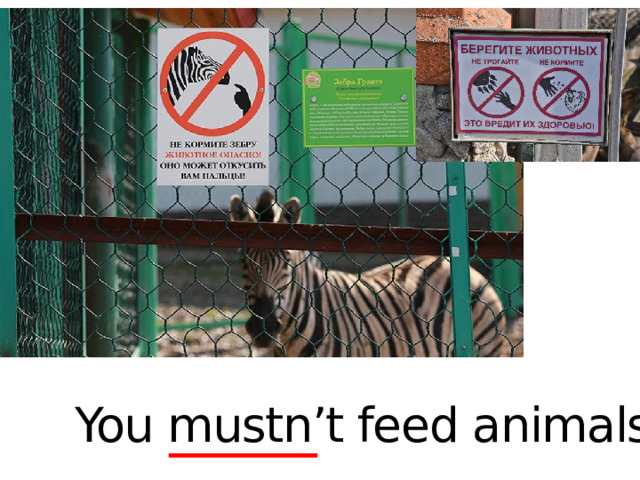 You mustn’t feed animals.  