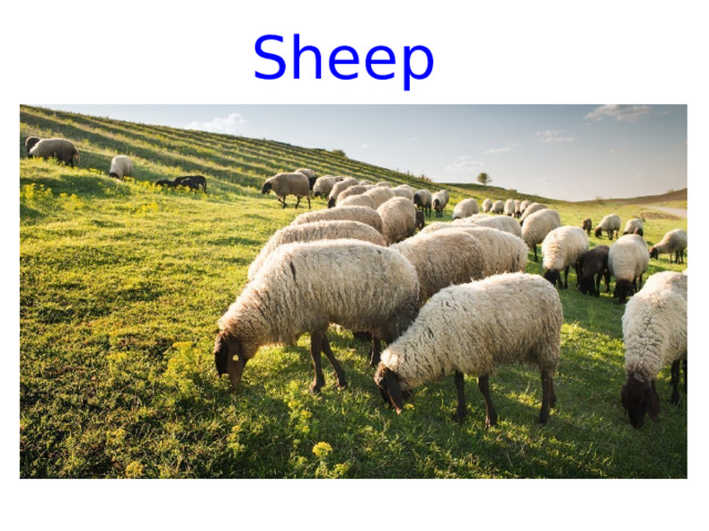Sheep 