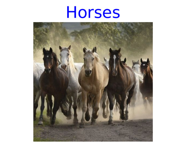 Horses 