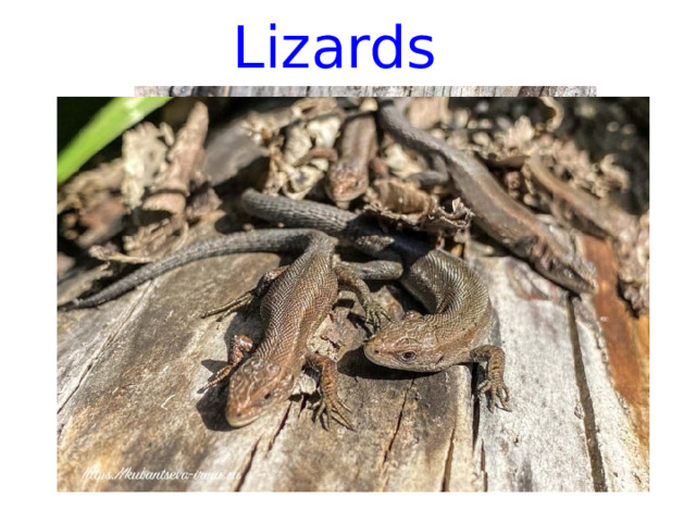 Lizards 