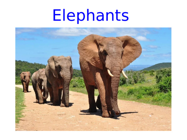 Elephants 