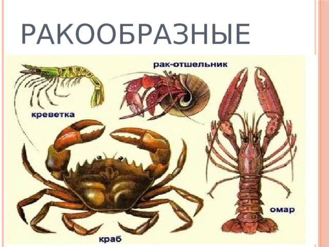 Ракообразные 