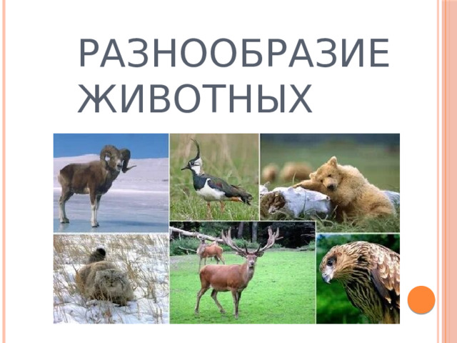Разнообразие животных 