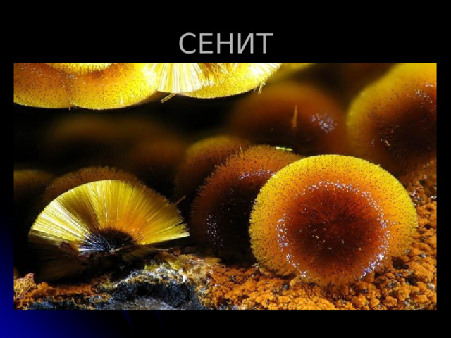 СЕНИТ 