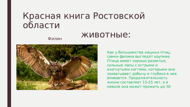 Красная книга Ростовской области  животные:  Филин Как у большинства хищных птиц, самки филина выглядят крупнее. Птица имеет хорошо развитые, сильные лапы с острыми и изогнутыми когтями, которыми она захватывает добычу и глубоко в нее впивается. Продолжительность жизни составляет 15-25 лет, а в неволе она может прожить до 50 