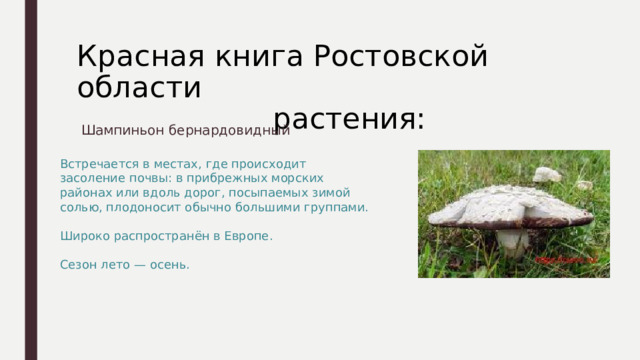 Красная книга Ростовской области  растения:  Шампиньон бернардовидный Встречается в местах, где происходит засоление почвы: в прибрежных морских районах или вдоль дорог, посыпаемых зимой солью, плодоносит обычно большими группами. Широко распространён в Европе. Сезон лето — осень. 