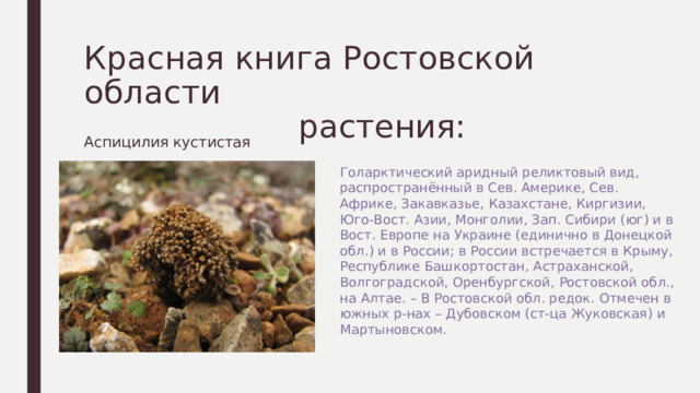 Красная книга Ростовской области  растения: Аспицилия кустистая Голарктический аридный реликтовый вид, распространённый в Сев. Америке, Сев. Африке, Закавказье, Казахстане, Киргизии, Юго-Вост. Азии, Монголии, Зап. Сибири (юг) и в Вост. Европе на Украине (единично в Донецкой обл.) и в России; в России встречается в Крыму, Республике Башкортостан, Астраханской, Волгоградской, Оренбургской, Ростовской обл., на Алтае. – В Ростовской обл. редок. Отмечен в южных р-нах – Дубовском (ст-ца Жуковская) и Мартыновском. 