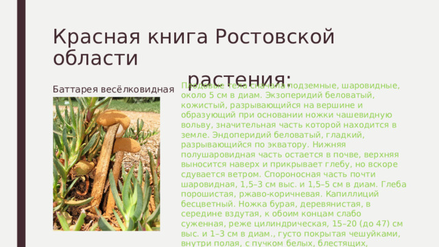 Красная книга Ростовской области  растения: Плодовые тела сначала подземные, шаровидные, около 5 см в диам. Экзоперидий беловатый, кожистый, разрывающийся на вершине и образующий при основании ножки чашевидную вольву, значительная часть которой находится в земле. Эндоперидий беловатый, гладкий, разрывающийся по экватору. Нижняя полушаровидная часть остается в почве, верхняя выносится наверх и прикрывает глебу, но вскоре сдувается ветром. Спороносная часть почти шаровидная, 1,5–3 см выс. и 1,5–5 см в диам. Глеба порошистая, ржаво-коричневая. Капиллиций бесцветный. Ножка бурая, деревянистая, в середине вздутая, к обоим концам слабо суженная, реже цилиндрическая, 15–20 (до 47) см выс. и 1–3 см в диам., густо покрытая чешуйками, внутри полая, с пучком белых, блестящих, шелковистых, прозрачных гиф Баттарея весёлковидная 