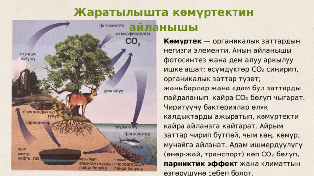 Жаратылышта көмүртектин айланышы Көмүртек — органикалык заттардын негизги элементи. Анын айланышы фотосинтез жана дем алуу аркылуу ишке ашат: өсүмдүктөр CO₂ сиңирип, органикалык заттар түзөт; жаныбарлар жана адам бул заттарды пайдаланып, кайра CO₂ бөлүп чыгарат. Чиритүүчү бактериялар өлүк калдыктарды ажыратып, көмүртекти кайра айланага кайтарат. Айрым заттар чирип бүтпөй, чым көң, көмүр, мунайга айланат. Адам ишмердүүлүгү (өнөр-жай, транспорт) көп CO₂ бөлүп, парниктик эффект жана климаттын өзгөрүшүнө себеп болот. 