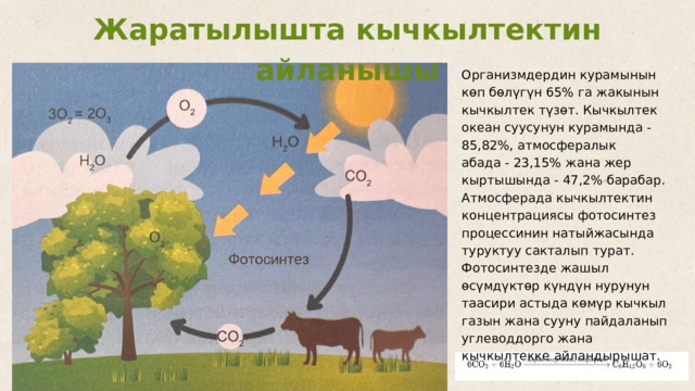 Жаратылышта кычкылтектин айланышы Организмдердин курамынын көп бөлүгүн 65% га жакынын кычкылтек түзөт. Кычкылтек океан суусунун курамында - 85,82%, атмосфералык абада - 23,15% жана жер кыртышында - 47,2% барабар. Атмосферада кычкылтектин концентрациясы фотосинтез процессинин натыйжасында туруктуу сакталып турат. Фотосинтезде жашыл өсүмдүктөр күндүн нурунун таасири астыда көмүр кычкыл газын жана сууну пайдаланып углеводдорго жана кычкылтекке айландырышат. 