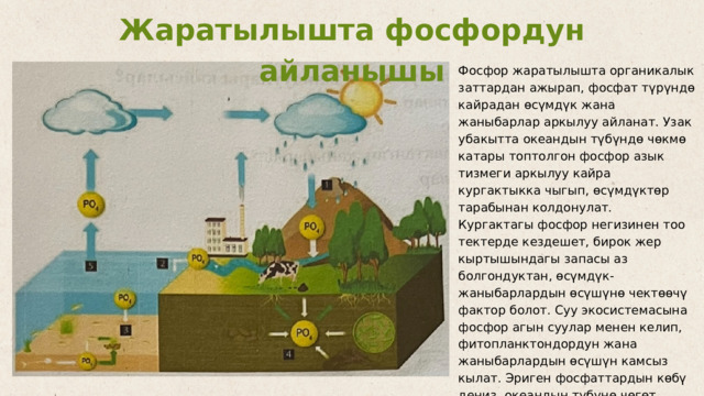 Жаратылышта фосфордун айланышы Фосфор жаратылышта органикалык заттардан ажырап, фосфат түрүндө кайрадан өсүмдүк жана жаныбарлар аркылуу айланат. Узак убакытта океандын түбүндө чөкмө катары топтолгон фосфор азык тизмеги аркылуу кайра кургактыкка чыгып, өсүмдүктөр тарабынан колдонулат. Кургактагы фосфор негизинен тоо тектерде кездешет, бирок жер кыртышындагы запасы аз болгондуктан, өсүмдүк-жаныбарлардын өсүшүнө чектөөчү фактор болот. Суу экосистемасына фосфор агын суулар менен келип, фитопланктондордун жана жаныбарлардын өсүшүн камсыз кылат. Эриген фосфаттардын көбү деңиз, океандын түбүнө чөгөт 