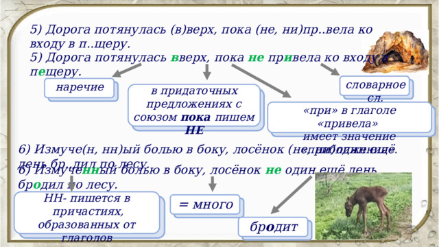 5) Дорога потянулась (в)верх, пока (не, ни)пр..вела ко входу в п..щеру.   5) Дорога потянулась в верх, пока не пр и вела ко входу в п е щеру.   словарное сл. наречие в придаточных предложениях с союзом пока пишем НЕ «при» в глаголе «привела» имеет значение «приближения». 6) Измуче(н, нн)ый болью в боку, лосёнок (не, ни)один ещё день бр..дил по лесу. 6) Измуче нн ый болью в боку, лосёнок не  один ещё день бр о дил по лесу. НН- пишется в  причастиях, образованных от глаголов совершенного вида  = много бр о дит 