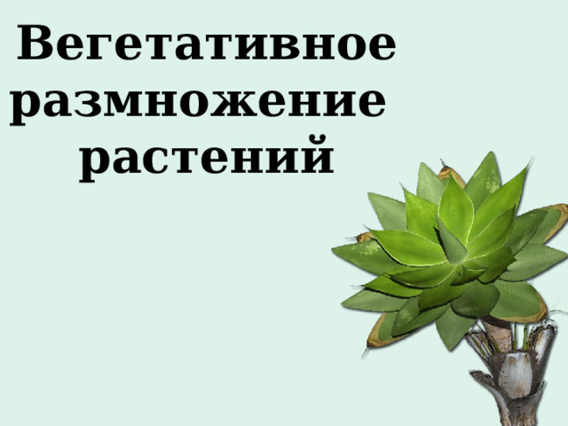 Вегетативное размножение растений 