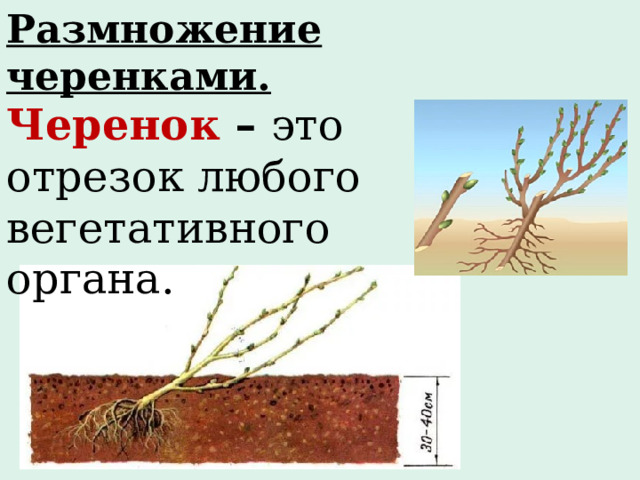 Размножение черенками. Черенок  – это отрезок любого вегетативного органа.  