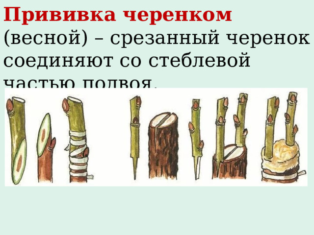 Прививка черенком  (весной) – срезанный черенок соединяют со стеблевой частью подвоя. 