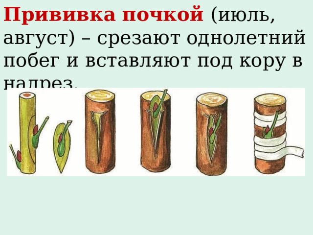 Прививка почкой  (июль, август) – срезают однолетний побег и вставляют под кору в надрез. 