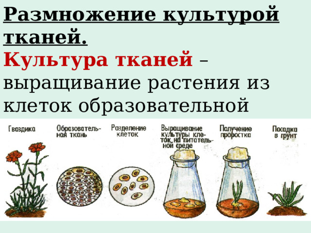 Размножение культурой тканей. Культура тканей  – выращивание растения из клеток образовательной ткани, помещенных в особую питательную среду. 