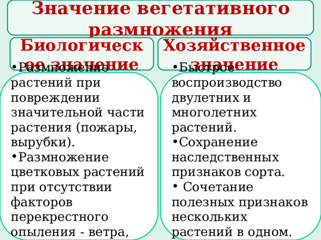 Значение вегетативного размножения Биологическое значение Хозяйственное значение Размножение растений при повреждении значительной части растения (пожары, вырубки). Размножение цветковых растений при отсутствии факторов перекрестного опыления - ветра, насекомых. Быстрое воспроизводство двулетних и многолетних растений. Сохранение наследственных признаков сорта.  Сочетание полезных признаков нескольких растений в одном.  