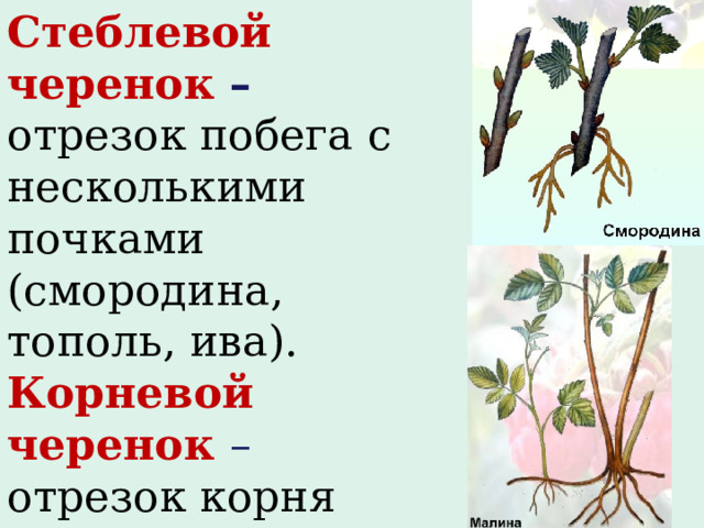 Стеблевой черенок – отрезок побега с несколькими почками (смородина, тополь, ива). Корневой черенок – отрезок корня длиной 15-25см (малина, шиповник).  