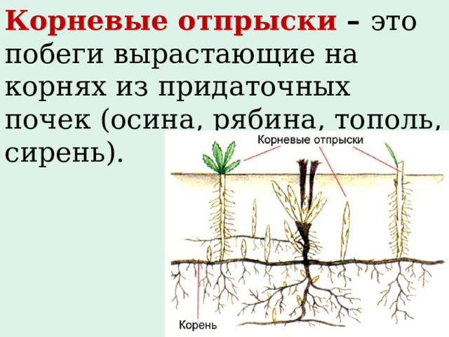 Корневые отпрыски – это  побеги вырастающие на корнях из придаточных почек (осина, рябина, тополь, сирень). 