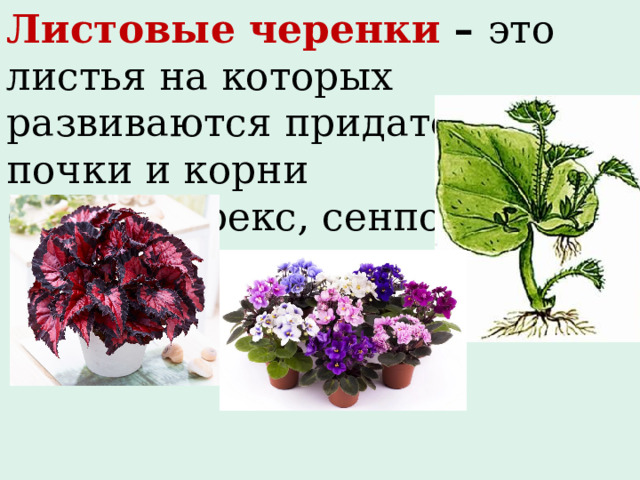 Листовые черенки – это  листья на которых развиваются придаточные почки и корни (бегония-рекс, сенполия). 
