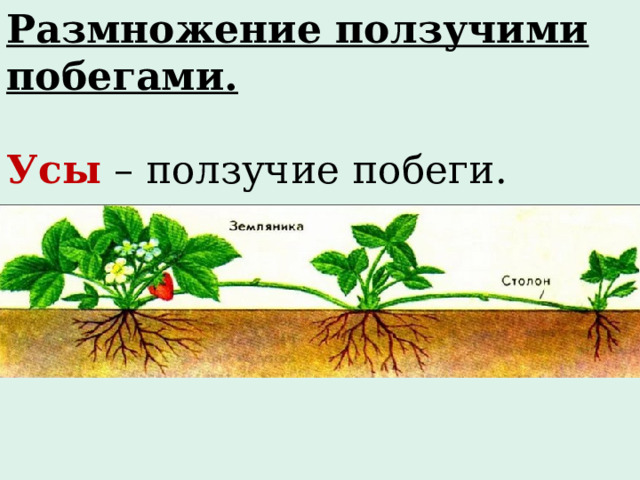 Размножение ползучими побегами.  Усы  – ползучие побеги. 
