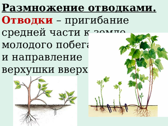 Размножение отводками. Отводки  – пригибание средней части к земле молодого побега и направление верхушки вверх. 