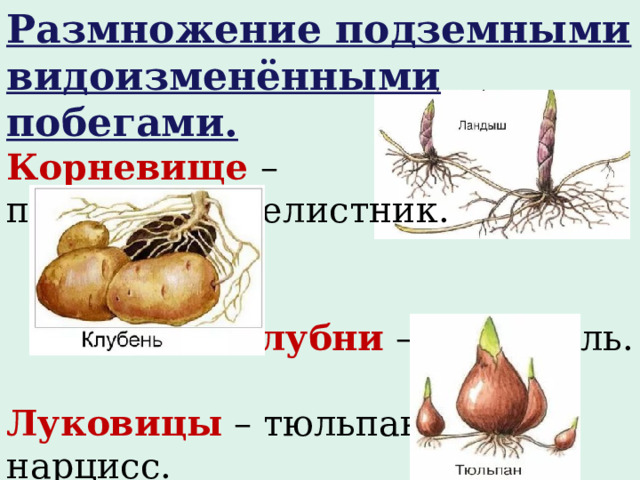 Размножение подземными видоизменёнными побегами. Корневище – пырей, тысячелистник.   Клубни  – картофель. Луковицы  – тюльпан, нарцисс. 