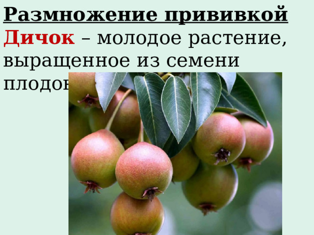 Размножение прививкой Дичок  – молодое растение, выращенное из семени плодового дерева. 