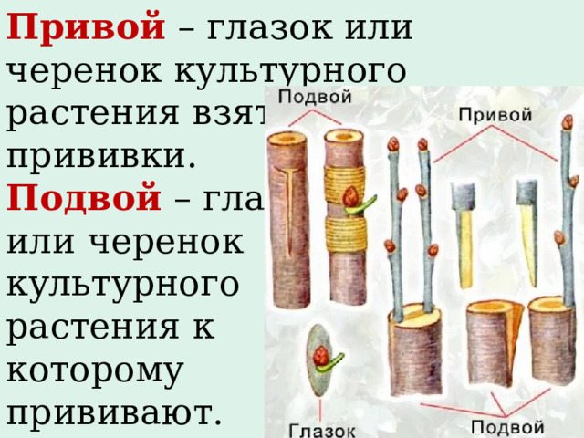 Привой  – глазок или черенок культурного растения взятого для прививки. Подвой  – глазок или черенок культурного растения к которому прививают. 