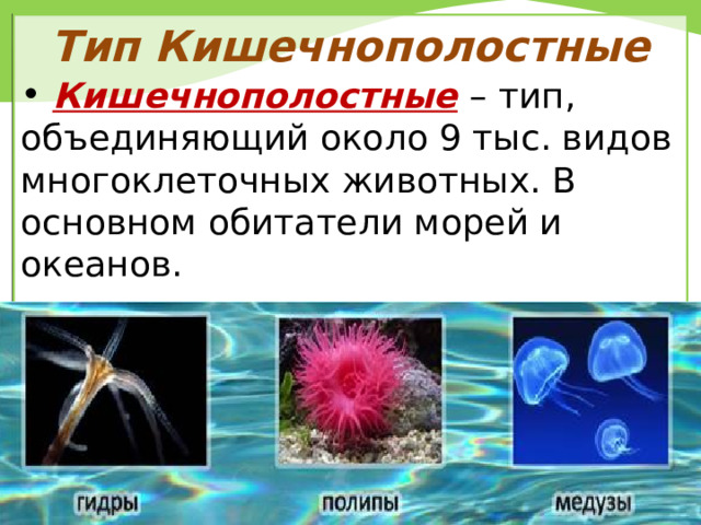 Тип Кишечнополостные  Кишечнополостные  – тип, объединяющий около 9 тыс. видов многоклеточных животных. В основном обитатели морей и океанов. 